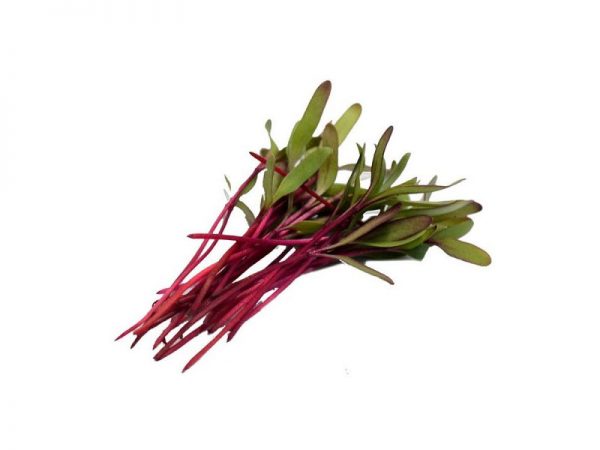 Beetroot Microgreens